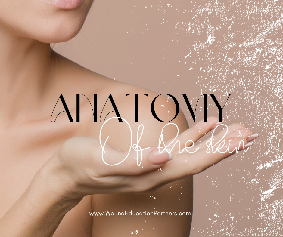 Anatomy of the Skin