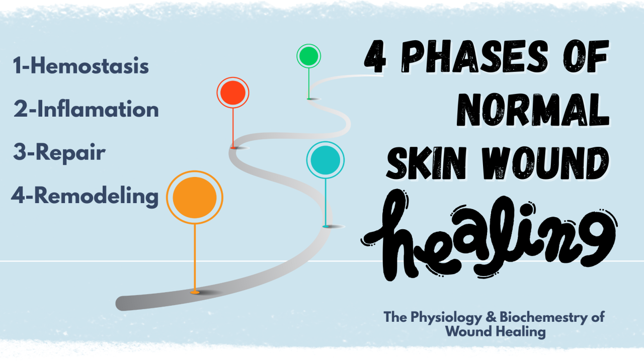 4 Phases of Normal Skin Wound Healing