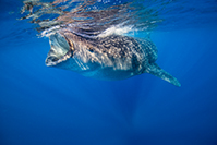 IdolJennifer whaleShark