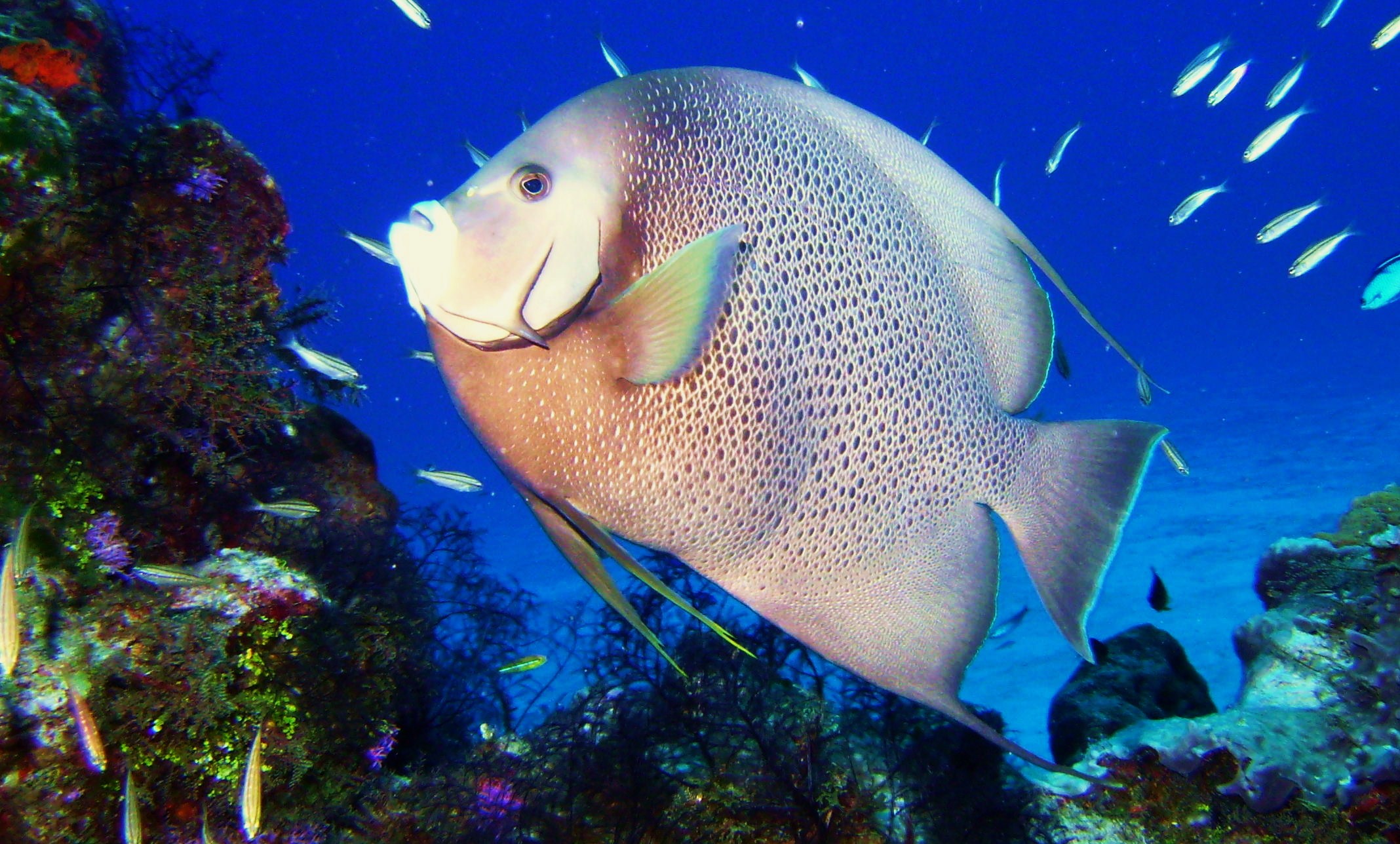 Gray Angel Cozumel